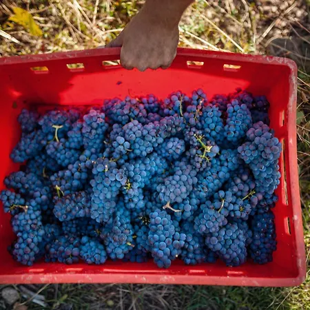 Weingut Schuh Coswig (Saxony)