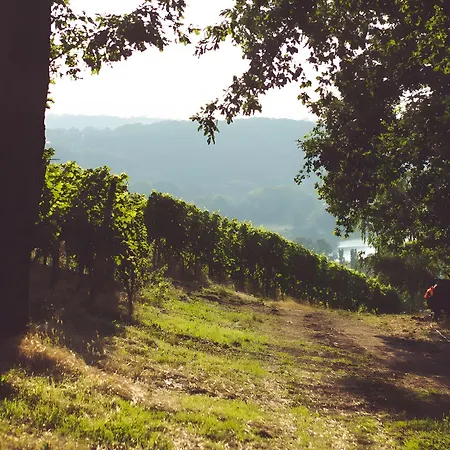 Weingut Schuh
