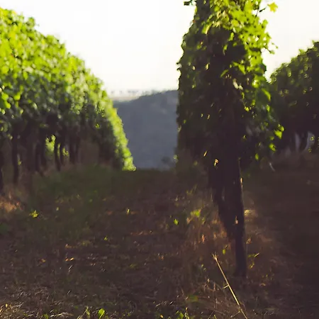 Guest house Weingut Schuh *